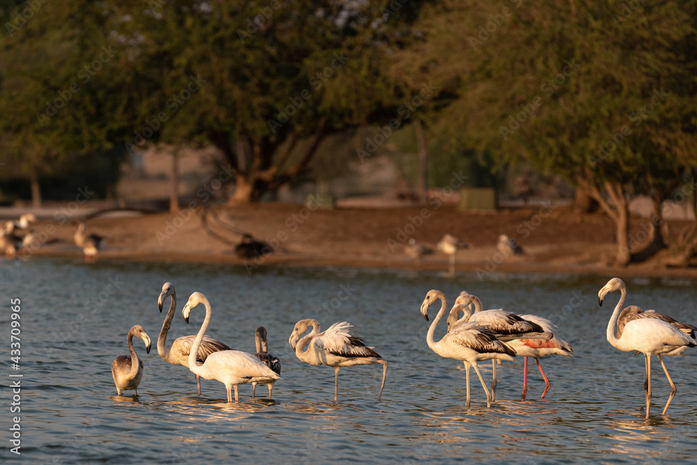 Flamingos in the Al Qudra Lakes in the desert of Dubai - UAE Flamingos in the Al Qudra Lakes in the desert of Dubai - UAE
