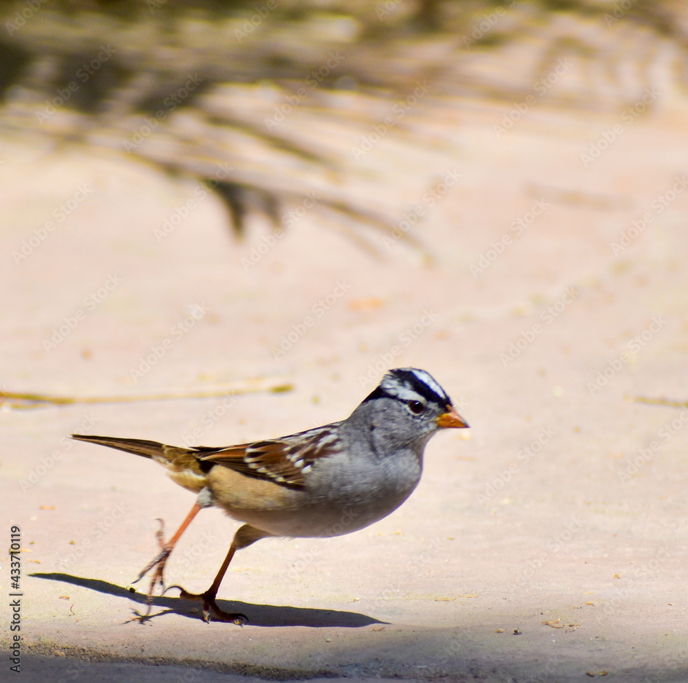 Cute and funny running sparrow songbird with white striped head Cute and funny running sparrow songbird with white striped head
