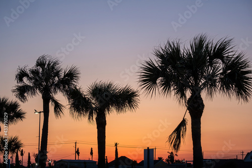 group of palm trees at summer sunset in Galveston, Texas