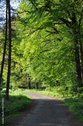 Waldweg durch den Wald