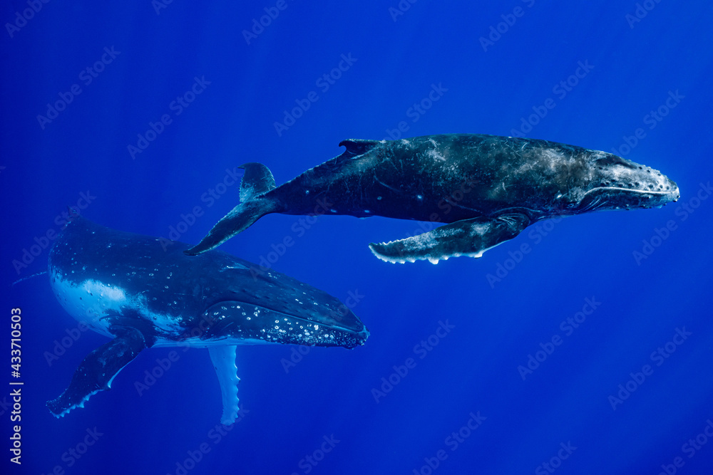 calf humpback whale and mother playing at water surface in deep French Polynesia waters - obrazy, fototapety, plakaty 