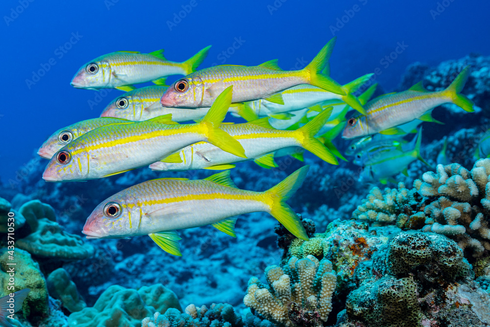 Fototapeta premium yellowfin goatfish shool fish on reef