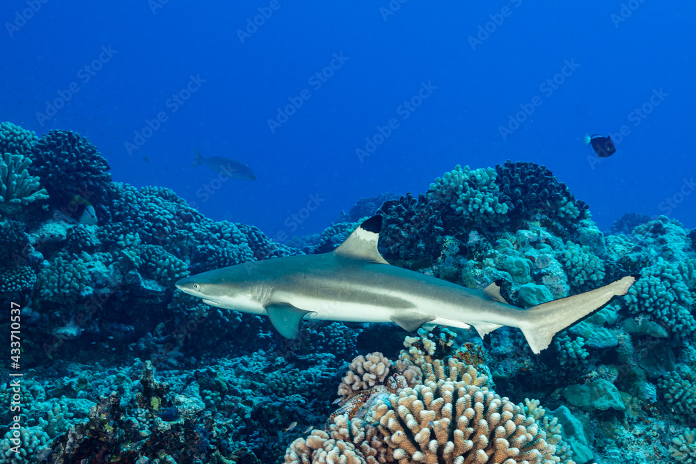 Fototapeta premium blacktip reef shark swimming in French Polynesia tropical waters over coral reef