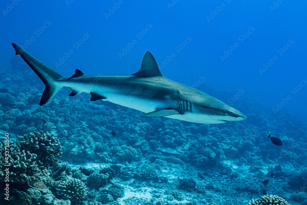Fototapeta premium Gray Reef shark, Carcharhinus amblyrhynhos swimming in French Polynesia tropical waters over coral reef