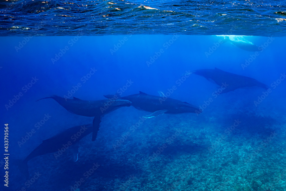 Fototapeta premium five humpback whales including mother and calf resting close to Moorea reef french polynesia