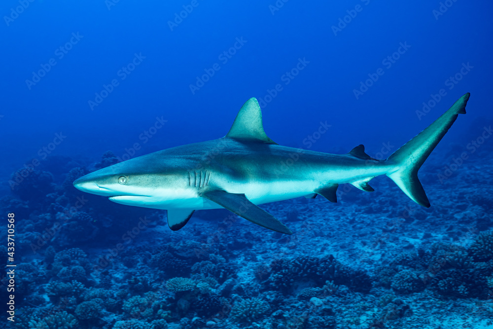 Gray Reef shark, Carcharhinus amblyrhynhos swimming in French Polynesia tropical waters over coral reef