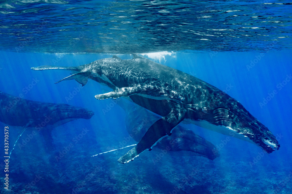 Fototapeta premium five humpback whales including mother and calf resting close to Moorea reef french polynesia