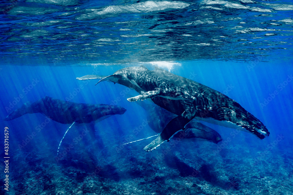 Fototapeta premium five humpback whales including mother and calf resting close to Moorea reef french polynesia