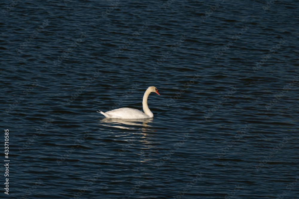 white swan in Al Qudra Lakes in Dubai UAE white swan in Al Qudra Lakes in Dubai UAE