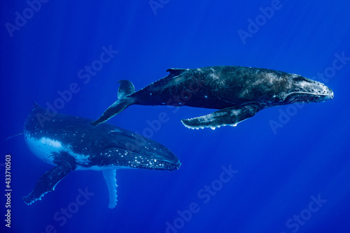 calf humpback whale and mother playing at water surface in deep French Polynesia waters