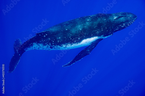 calf humpback whale playing at water surface in deep French Polynesia waters © Subphoto