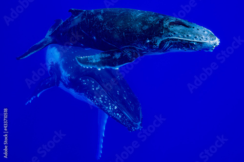 calf humpback whale and mother playing at water surface in deep French Polynesia waters © Subphoto