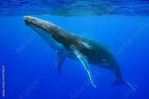 humpback whale resting at dawn in french polynesia deep waters