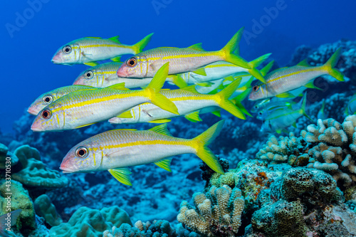 yellowfin goatfish shool fish on reef © Subphoto