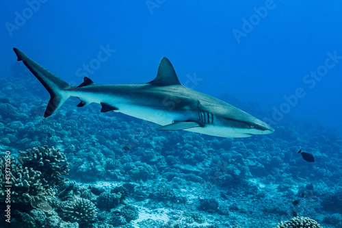 Fototapeta Naklejka Na Ścianę i Meble -  Gray Reef shark, Carcharhinus amblyrhynhos swimming in French Polynesia tropical waters over coral reef