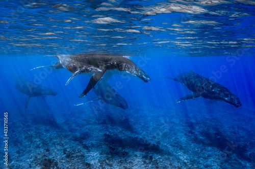 five humpback whales including mother and calf resting close to Moorea reef french polynesia © Subphoto