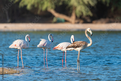 Flamingos in the Al Qudra Lakes in the desert of Dubai - UAE