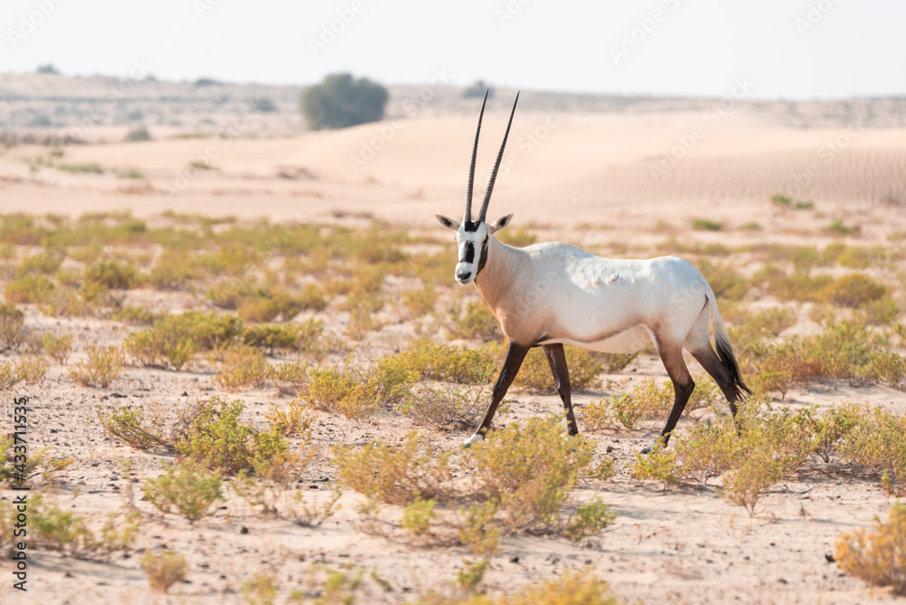 Arabian Oryx in the desert of Dubai- UAE,,, taken at the golden hour Arabian Oryx in the desert of Dubai- UAE,,, taken at the golden hour