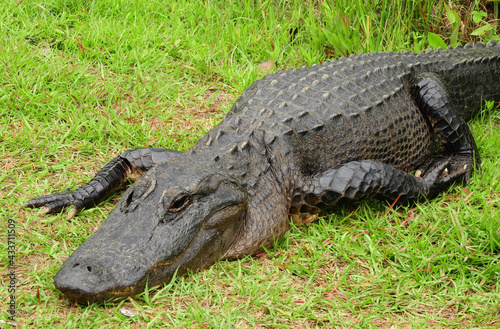 close up of an american alligator along the swamp island drive in the marshes of okefenofee national wildlife refuge near folkston, in southern georgia