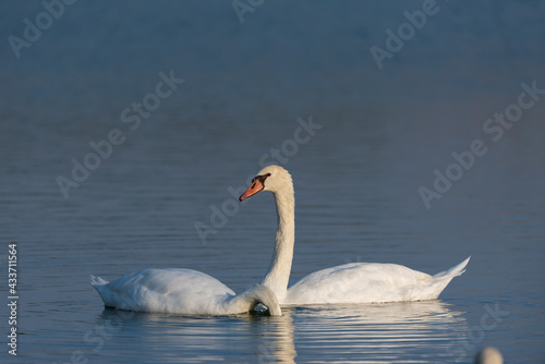 white swan in Al Qudra Lakes in Dubai UAE