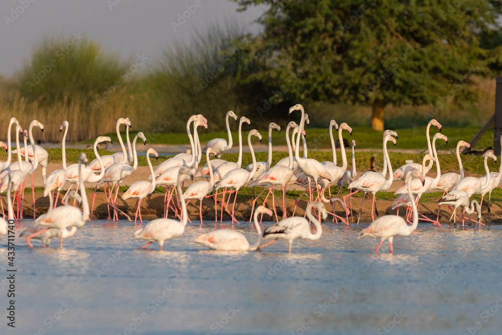 Naklejka premium Flamingos in the Al Qudra Lakes in the desert of Dubai - UAE