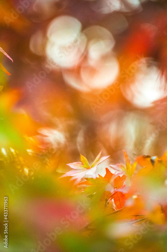 秋・紅葉・コピースペース