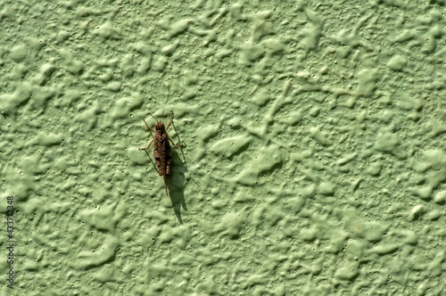 Light green concrete stone wall texture and a brown grasshopper in shallow focus  natural background