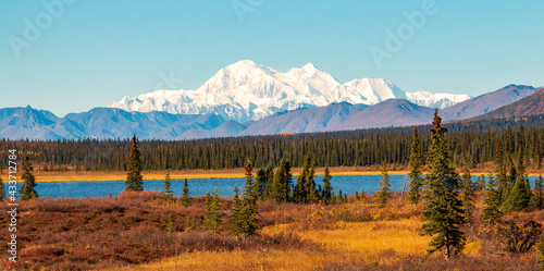 the majestic snow capped  mt. denali on a clear blue autumn day.