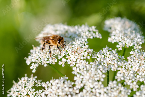 Macro shot of bee on white flowers