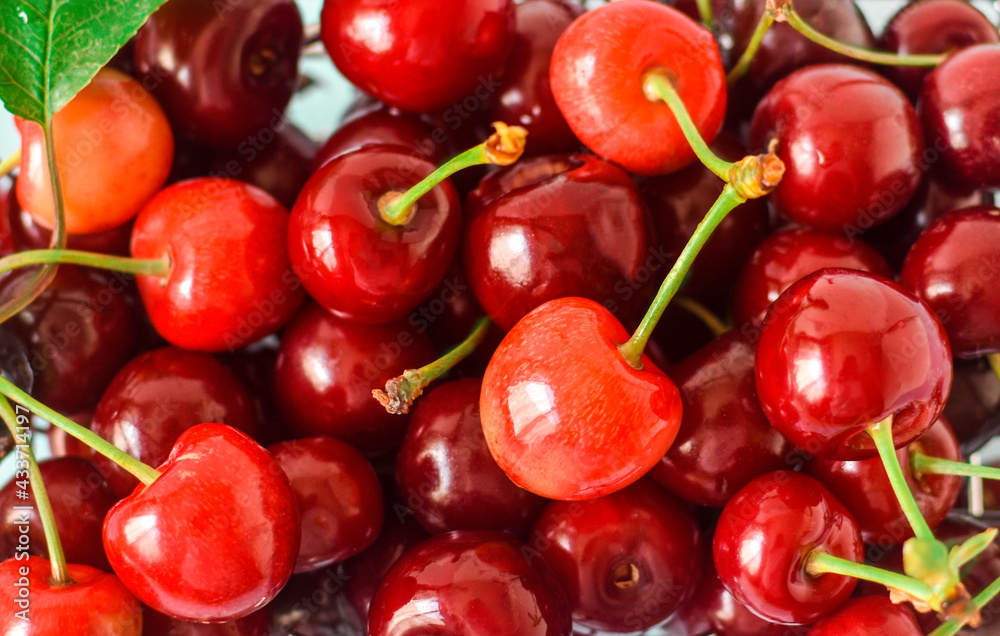 Close up of pile of ripe cherries with stalks and leaves. Large collection of fresh red cherries. Ripe cherries background. Close up of pile of ripe cherries with stalks and leaves. Large collection of fresh red cherries. Ripe cherries background.