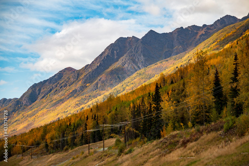  vibrant golden yellow autumn foliage in the mountains of Alaska taking during fall season. © Nathaniel Gonzales