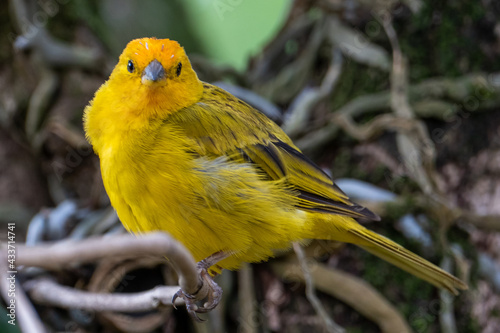 Atlantic Canary, a small Brazilian wild bird. The yellow canary Crithagra flaviventris is a small passerine bird in the finch family. 