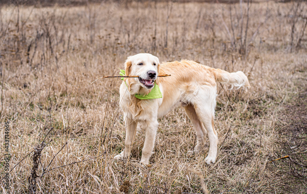 Beautiful dog holding stick in mouth on field Beautiful dog holding stick in mouth on field