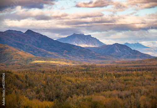  vibrant golden yellow autumn foliage in the mountains of Alaska taking during fall season.