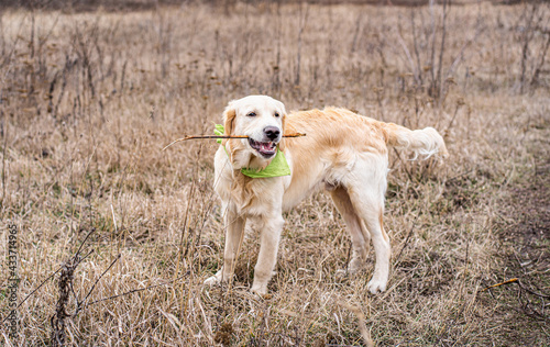 Beautiful dog holding stick in mouth on field