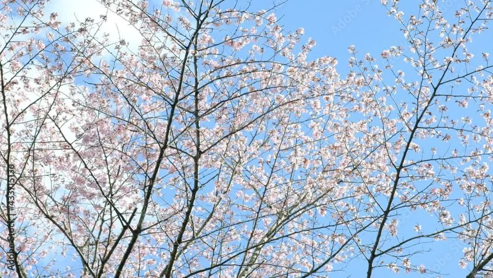 風に揺れる美しい桜 風に揺れる美しい桜