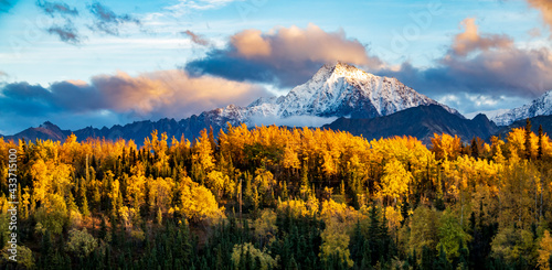 dramatic landscape of golden yellow autumn foliage of aspen and birch trees and snowcapped  mountains of the Chugach mountain range in Alaska. photo