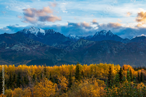 dramatic landscape of golden yellow autumn foliage of aspen and birch trees and snowcapped mountains of the Chugach mountain range in Alaska.