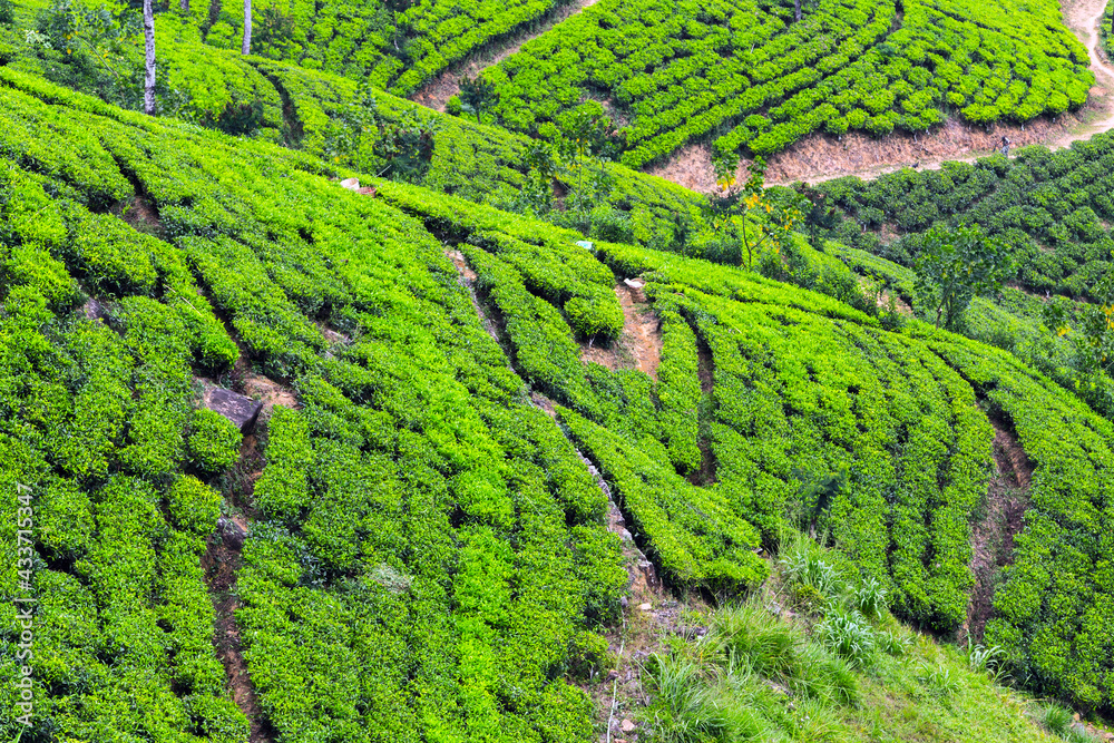 Green tea bushes. Tea plantation highland