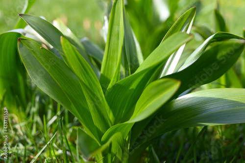 Green plant in nature close-up