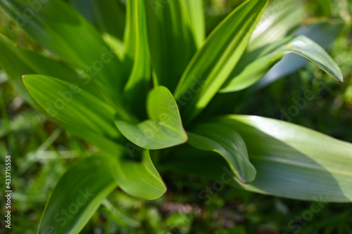 Green plant in nature close-up