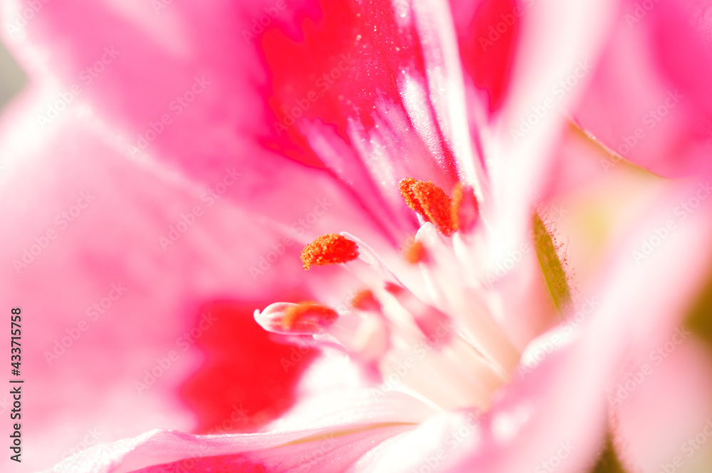 ベランダガーデニングのピンクのゼラニウムをマクロレンズで撮影。しべにピントを合わせる。ピンクのゼラニウムの花言葉は「決意」「決心」