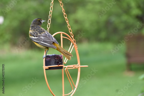 Female Baltimore Oriole feeding on grape jelly photo