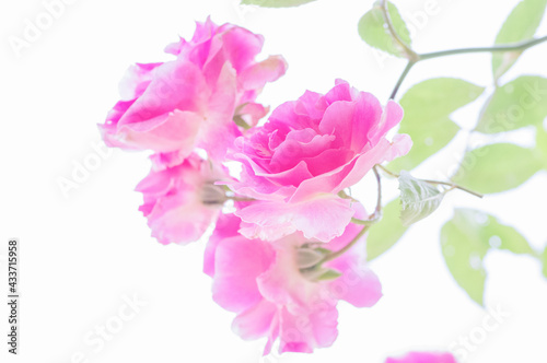 5月、庭に咲くピンクのばら。花言葉は「しとやか」「上品」「可愛い人」「美しい少女」「愛の誓い」「感銘」 © 宮岸孝守