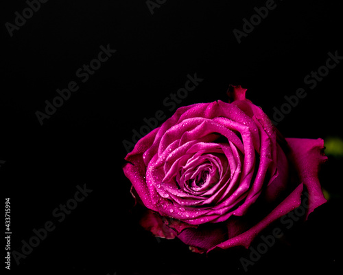 flower macro photography - head of a beautiful rose on a black background 