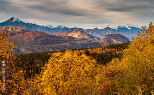 dramatic landscape of golden yellow autumn foliage of aspen and birch trees and snowcapped  mountains of the Chugach mountain range in Alaska. © Nathaniel Gonzales