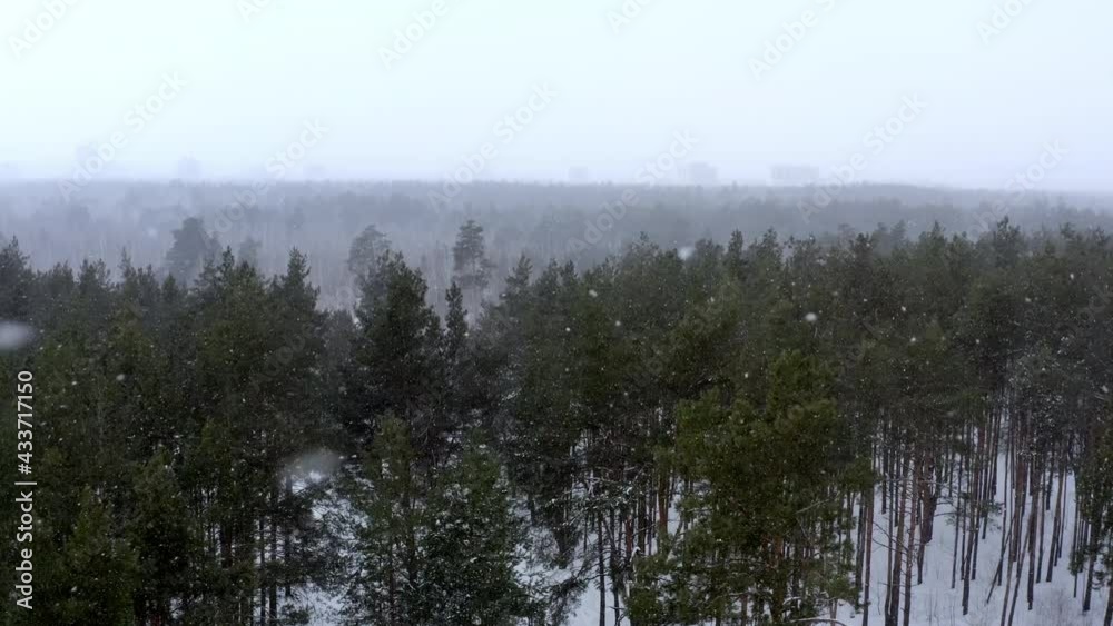 Aerial view of winter forest. A cloud from which snow falls on trees. Pine forest in holonutpore covered with snow. Drone video landscape of a natural place in winter.