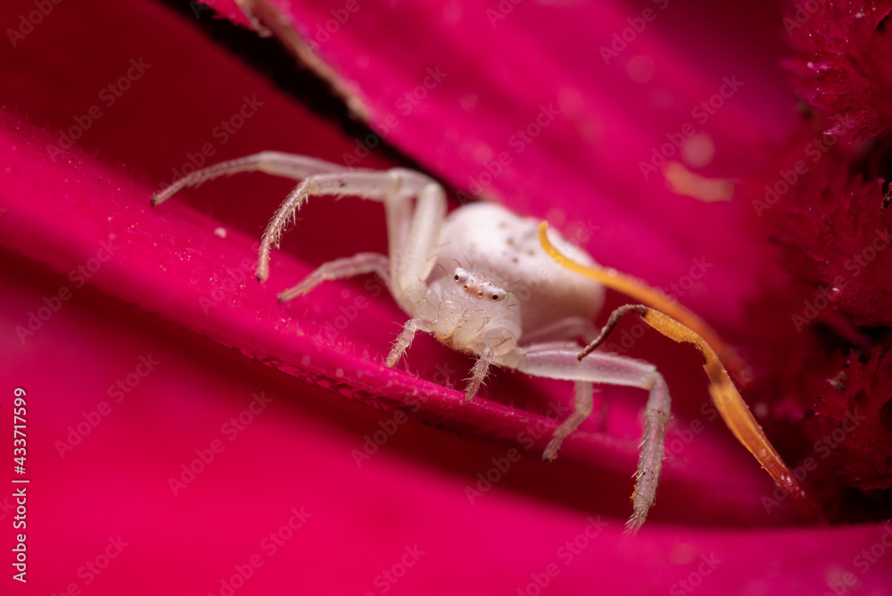 Fototapeta premium crab spider on a flower