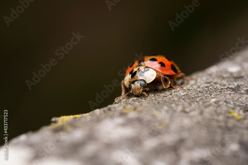 ladybird on a tree