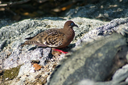 Galapagos dove (Zenaida galapagoensis) at Punta Espinoza, Fernandina Island, Galapagos, Ecuador photo